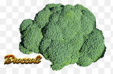 Hd Broccoli Png Transparent Image - Superfood