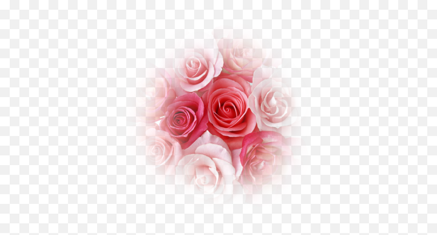 Coeur De Roses Rouge - Volare Krema Za Telo Png,Coeur Png