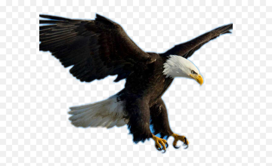 Bald Eagle Clipart Picsart - Voo Da Aguia Em Png Transparent Gambar Burung Elang Png,Bald Png