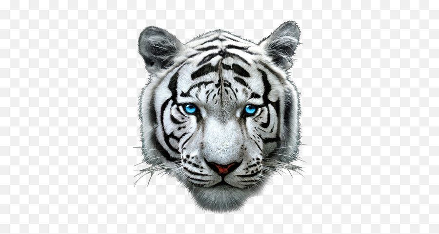 3dt - Transparent White Tiger Head Png,White Tiger Png