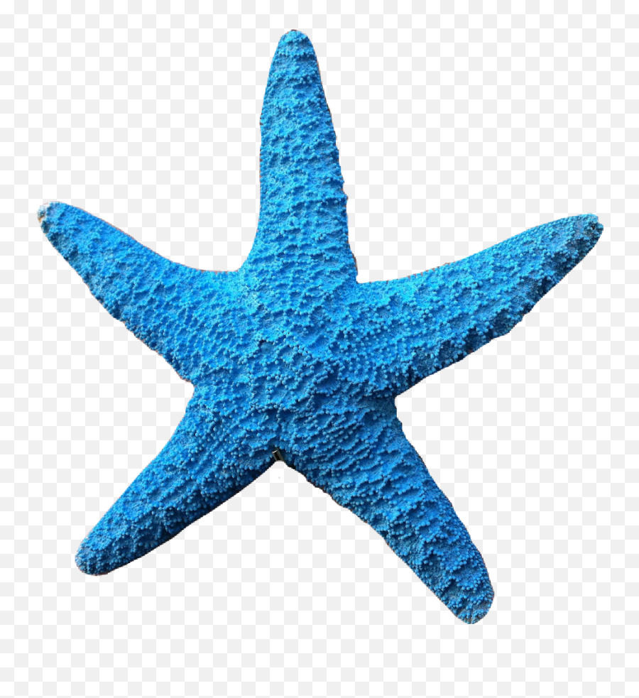 Blue Starfish Sticker - Transparent Blue Starfish Clipart Png,Blue Starfish Logo