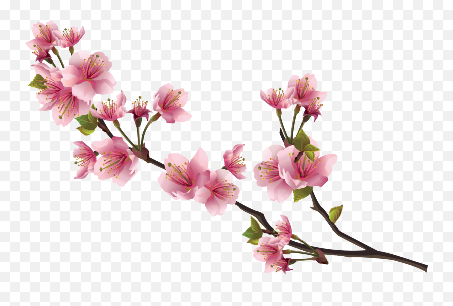 Sakura Pink Flowers Png Image File - Sakura Pink Flowers Png,Sakura Png