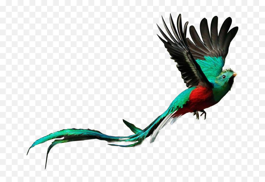 Free Quetzal - Quetzal Bird Transparent Background Png,Quetzal Png