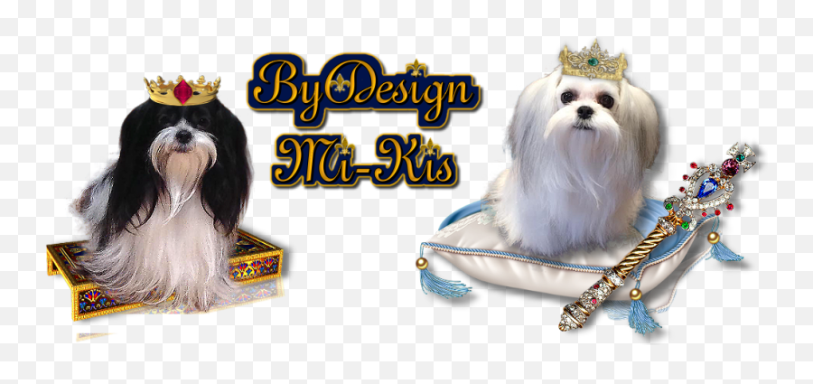 The Royals Past Puppies By Design Mikis - Dog Supply Png,Icon Tuscadero