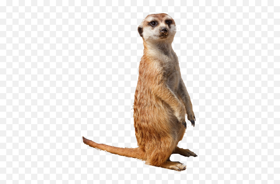 The Icon Of Kalahari Die Ikoon Van U2013 - Png,Meerkat Icon