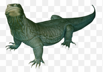 Komodo Dragon - Komodo Dragon Clip Art Png,Komodo Dragon Png
