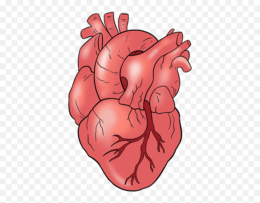 How To Draw A Human Heart - Draw A Real Heart Png,Anatomical Heart Png