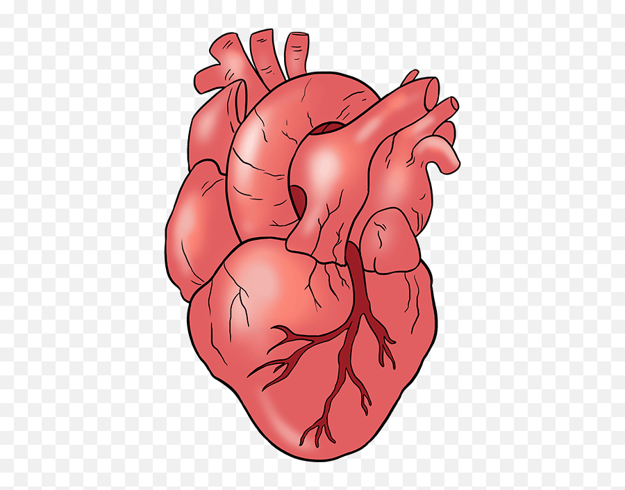 how-to-draw-a-human-heart-draw-a-real-heart-png-anatomical-heart-png