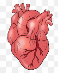 How To Draw A Human Heart - Real png
