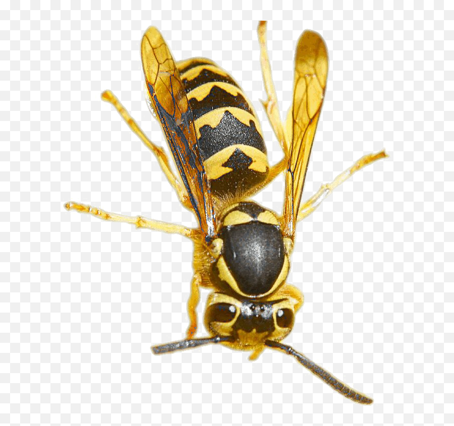 Wasp Png Pic - Wasp And Bee Safety,Wasp Png