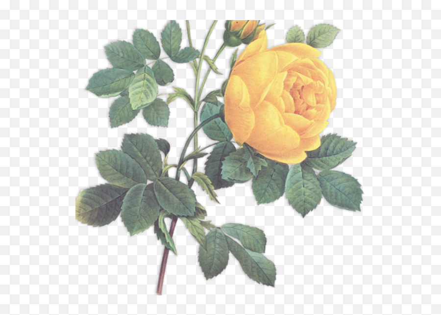 The Tea Party Company Rentals U0026 Event Planning Tampa Png Yellow Rose Icon