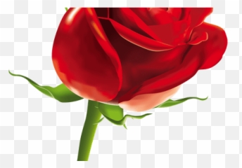 Clipcookdiarynet - Red Rose Clipart transparent background png
