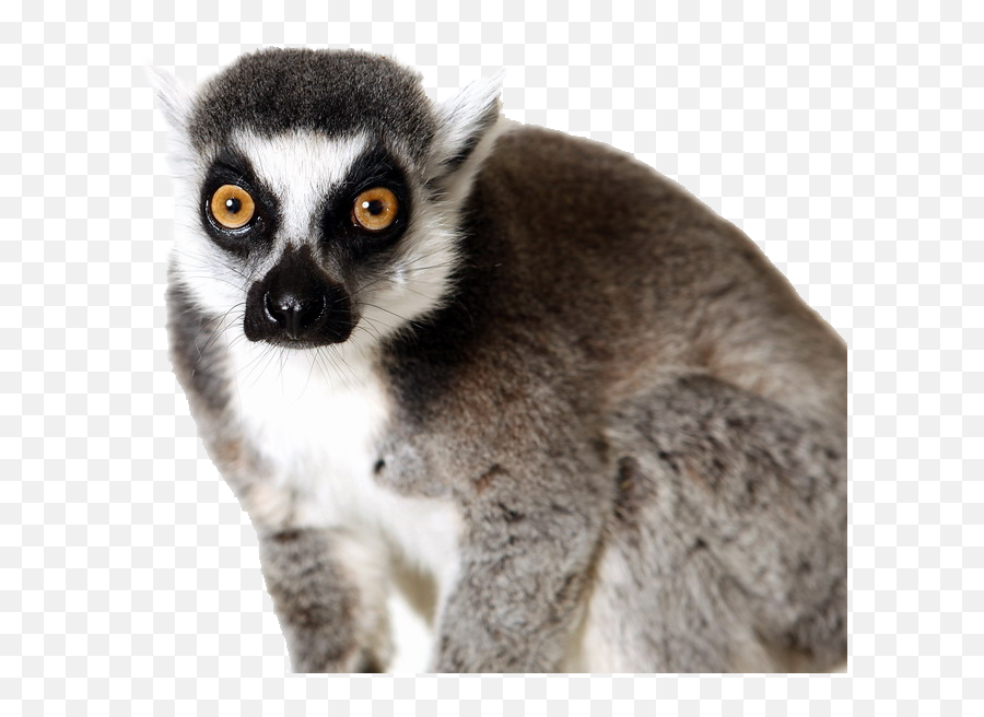 Lemur Png - Ring Tailed Lemur Transparent,Lemur Png