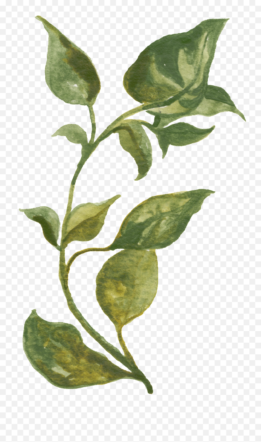 Download Green Vine Transparent Decorative - Herb Prints Png,Transparent Vine