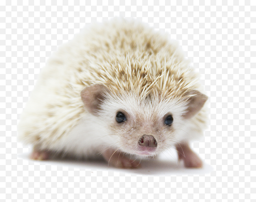 Hedgehog Png Photo Background Transparent