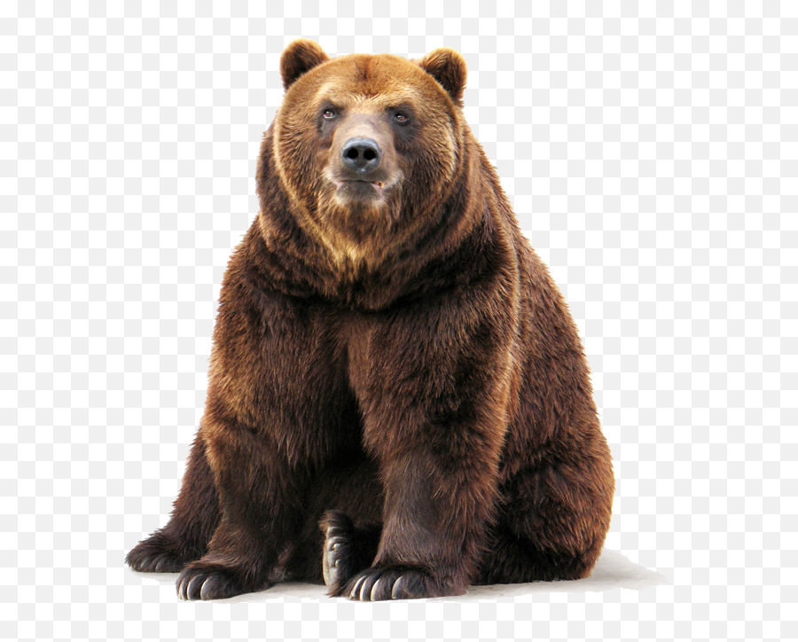 Brown Bear Png Free Download Arts - Grizzly Bear Transparent Background,Grizzly Bear Png