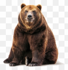 Brown Bear Png Free Download Arts - Grizzly Bear Transparent Background,Grizzly Bear Png