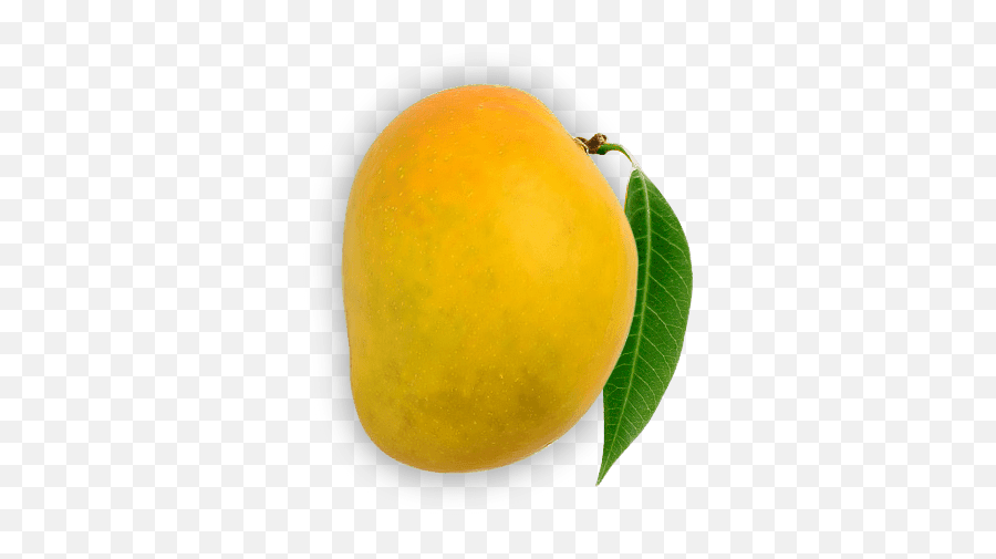 100 Authentic Devgad Alphonso Mangoes - Devgad Mango Mango Png,Mango Png