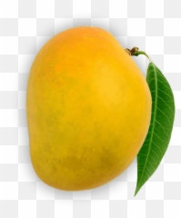 100 Authentic Devgad Alphonso Mangoes - Devgad Mango Mango Png,Mango Png