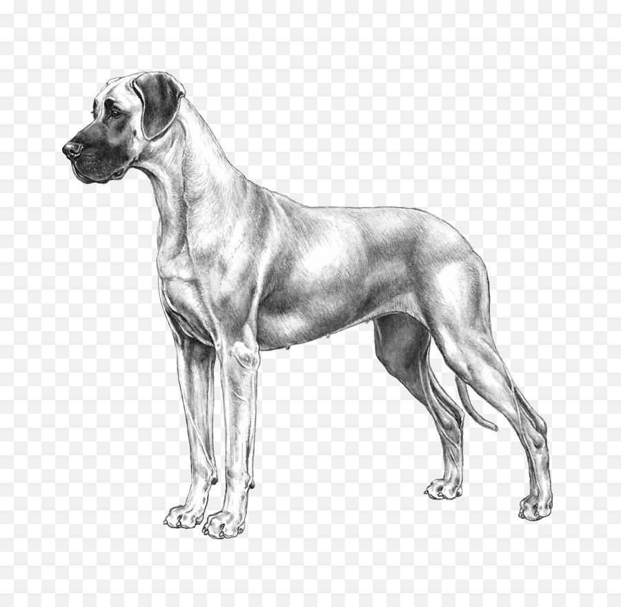 Fci Great Dane Png Image With No - Great Dane Sketches,Great Dane Png