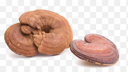 Toadstool Png Photo - Ganoderma Lucidum,Toadstool Png
