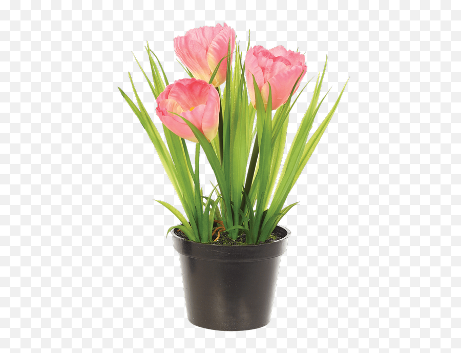 Download Tulip Bush In Planter Pink - Artificial Flower Tulipa Humilis Png,Jeb Bush Png
