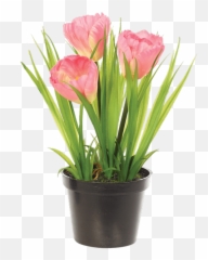Download Tulip Bush In Planter Pink - Artificial Flower Tulipa Humilis Png,Jeb Bush Png