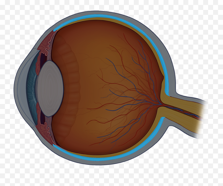 Eye Anatomy Quiz - Review Egg Nog Png,Human Eye Png