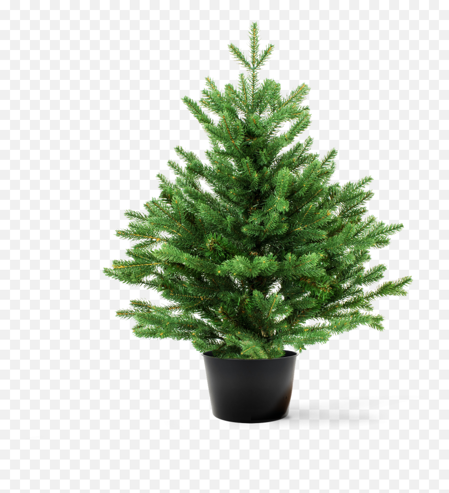 Your Tree Candle - Houseplant Png,Evergreen Trees Png