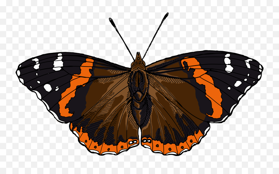 X - 820612129 Butterfly Png V73 Pictures Red Admiral Butterfly Illustration,Butterfly Png Images