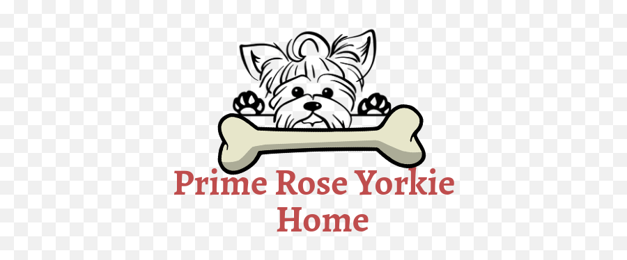 Buy Teacup Yorkies U0026 Yorkie Puppies Today Best For Sale - Yorkie Coloring Pages Png,Yorkie Png