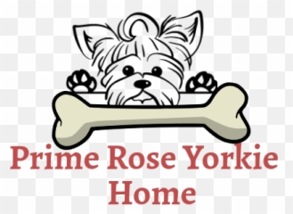 Buy Teacup Yorkies U0026 Yorkie Puppies Today Best For Sale - Yorkie Coloring Pages Png,Yorkie Png