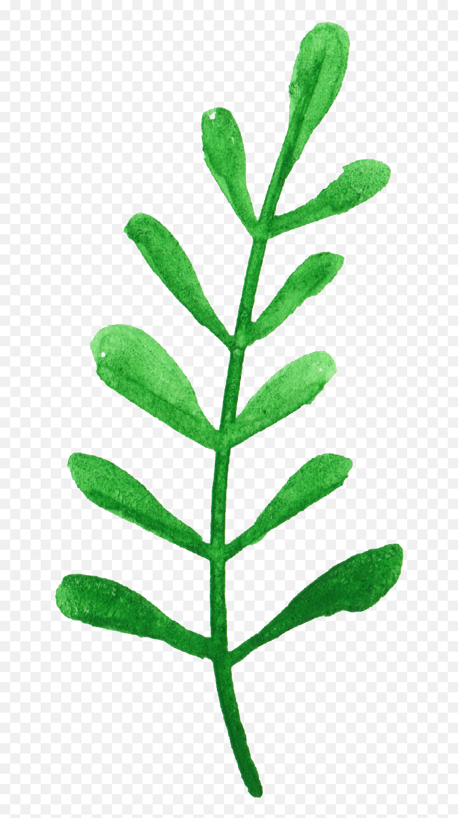 12 Watercolor Leaf Png Transparent Vol 2 Onlygfxcom - Herb,Leaf With Transparent Background