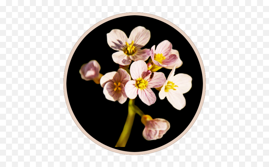 Spring Clipart - Spring Flower Pictures U0026 Spring Flower Clipart Primula Png,Spring Background Png