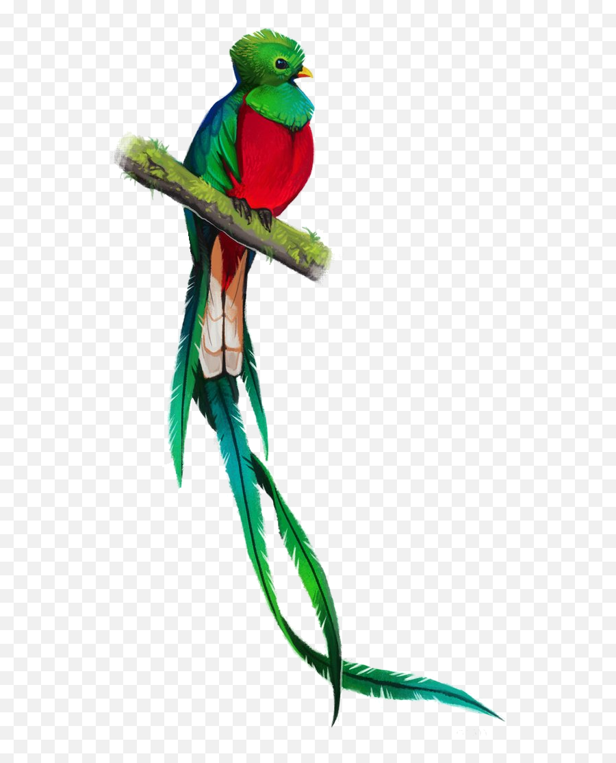 Quetzal Png - Quetzal Bird Drawing,Quetzal Png