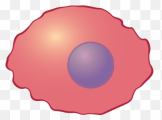 Reactome Antigen Presenting Cell - Presenting Cell Png