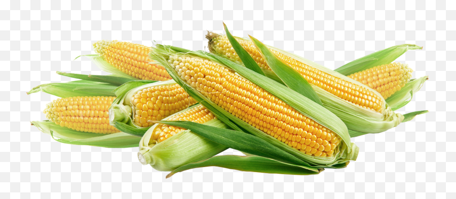 Corn Yellow Png Clipart Images - Bhutta Meaning In English,Corn Transparent Background