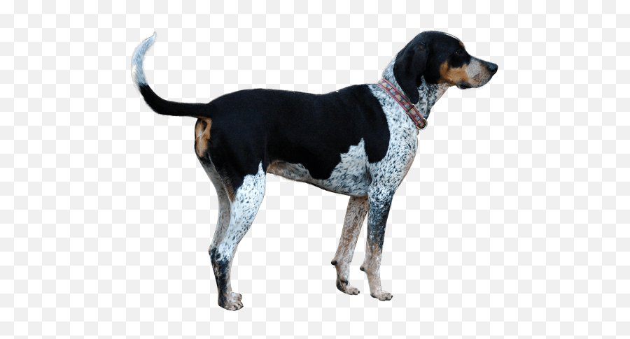 Treeing Walker Coonhound English Foxhound American - Bluetick Coonhound Png,Foxhound Icon