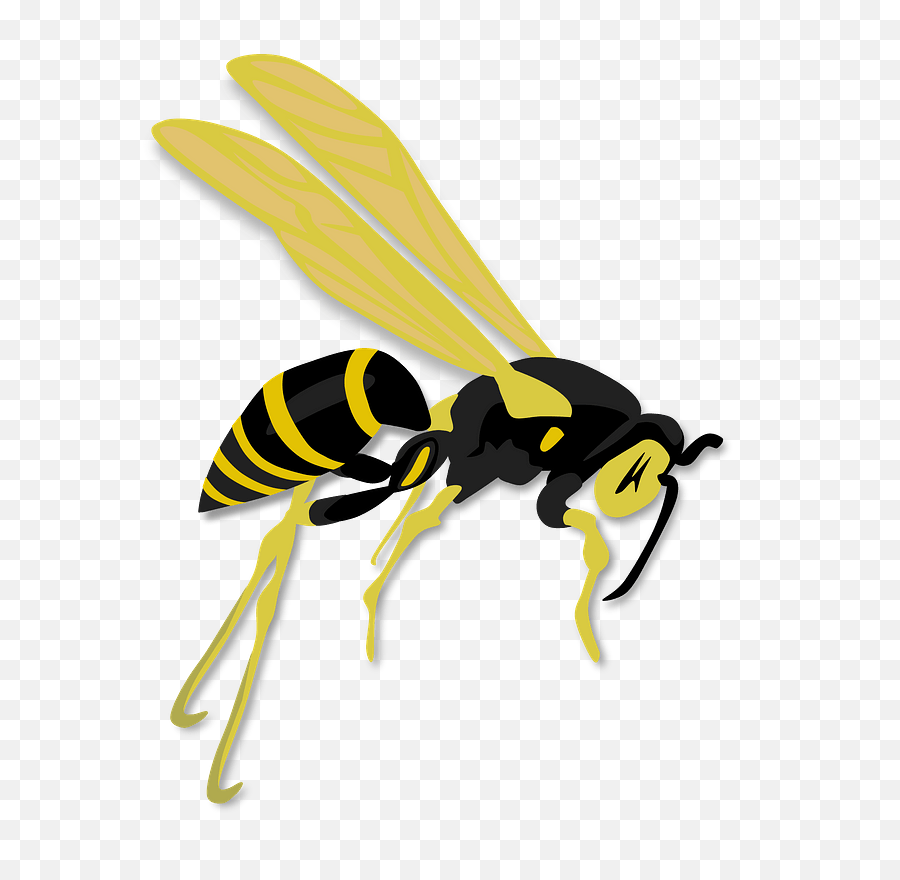 Wasp Insect Hymenoptera - Wasp Clipart Free Png,Wasp Png