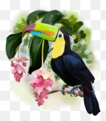 Download Hd Toucan Png - Tucan,Tucan Png