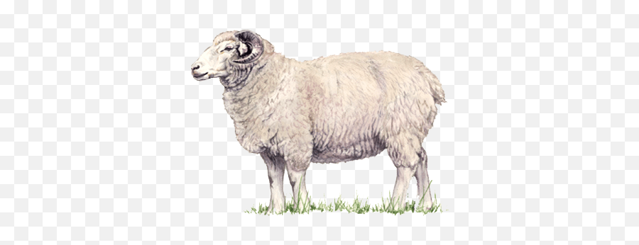 Lamb Png Transparent Images - Sheep Images Hd Png,Sheep Png