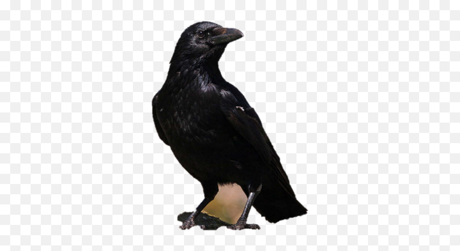 Black Crow - Simso Wildlife American Crow Png,Crow Png