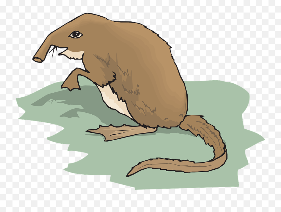 Grass Long Tail - Shrew Clip Art Png,Long Grass Png