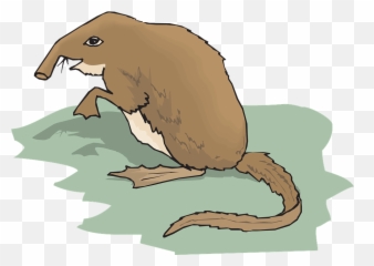 Grass Long Tail - Shrew Clip Art png