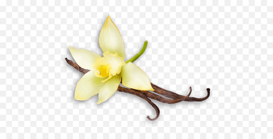 Vanilla Flower Png 1 Image - Flor De Vainilla Sin Fondo,Vanilla Png