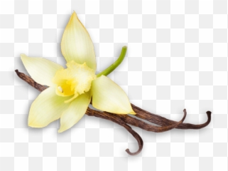 Vanilla Flower Png Clip Art Image - free transparent png images ...