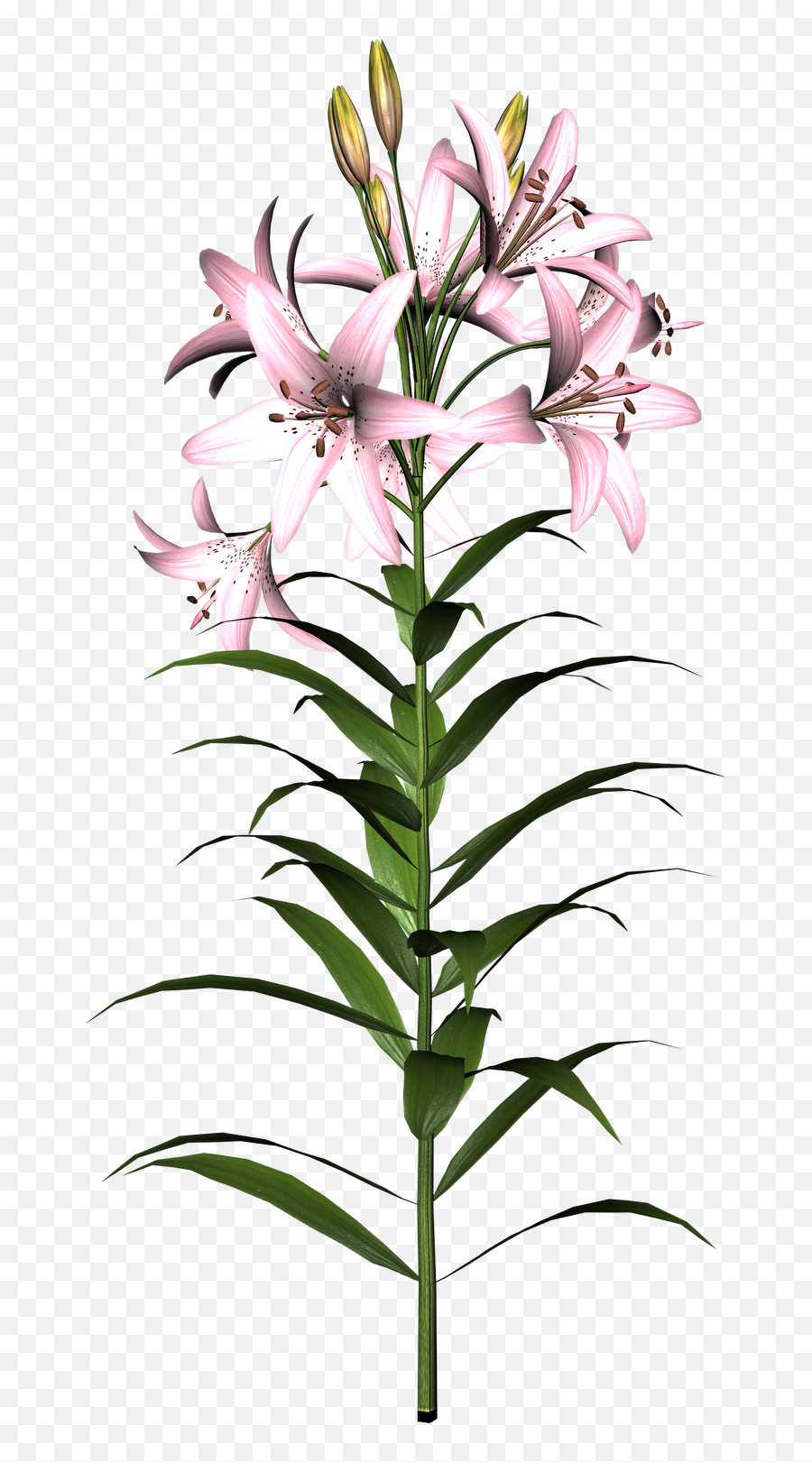 Clipart Info - Lily Flower Photo Downlod Png,Lily Flower Png