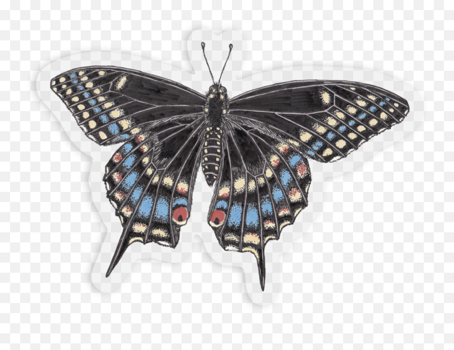 Stickers And Patches U2014 Butterfly Moth Cards Bridgette Png Outline