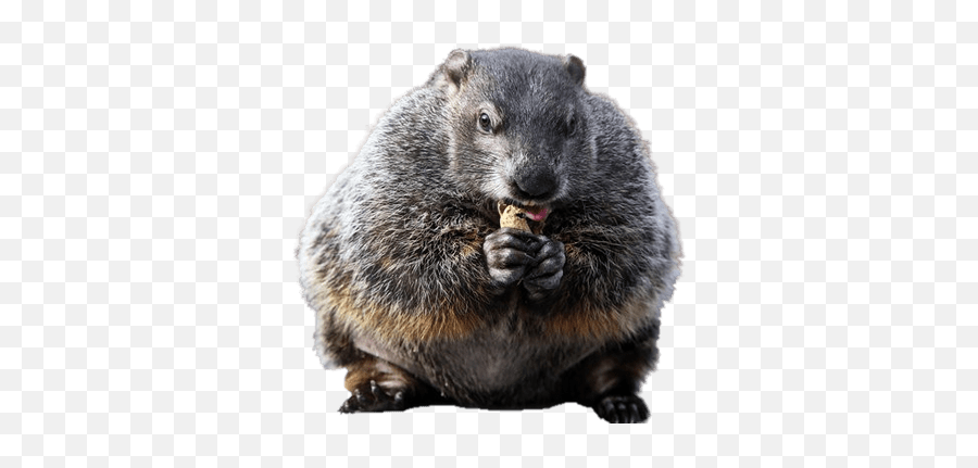 Couple Of Groundhogs Transparent Png - Groundhog Png,Groundhog Png