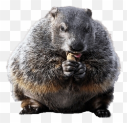Couple Of Groundhogs Transparent Png - Groundhog Png,Groundhog Png